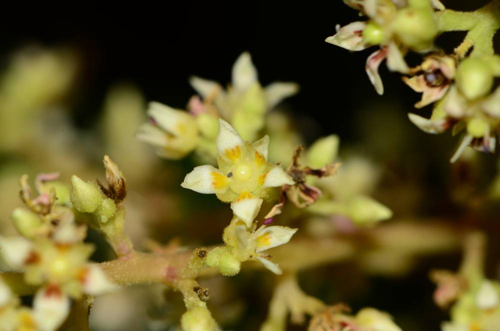 Mangifera indica eFlora of India